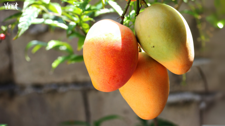 JOJONAVI_Choosing the Perfect Mango